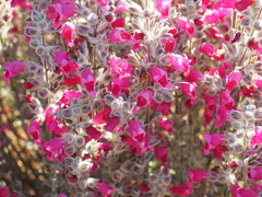 Dasymalla terminalis