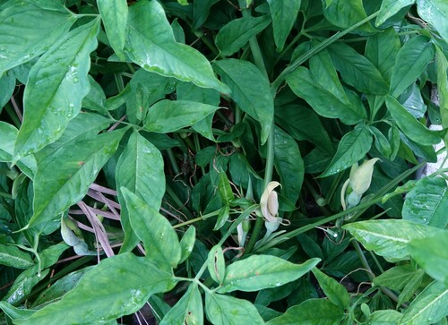 Syngonium podophyllum image