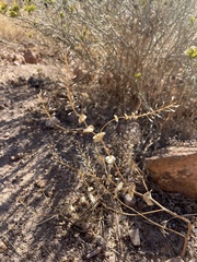 Lepidium perfoliatum