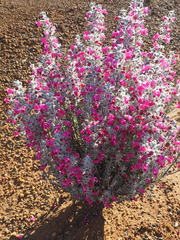 Dasymalla terminalis