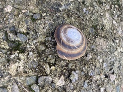 Caracolus marginella