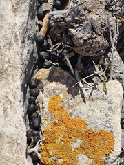 Oryctolagus cuniculus