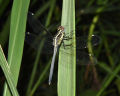 Hemistigma albipunctum