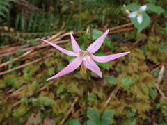 Erythronium revolutum