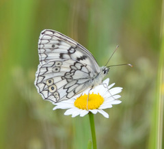 Melanargia russiae