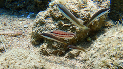 Serranus cabrilla