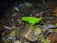 Copiphora rhinoceros