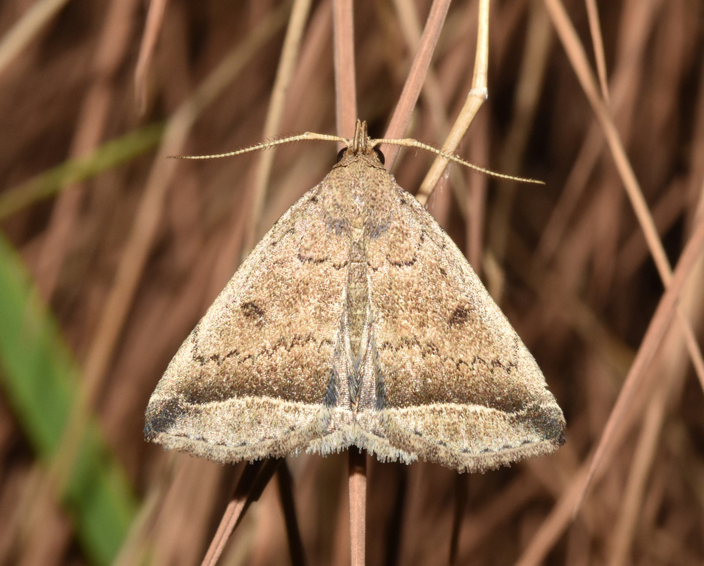 Progonia perarcuata