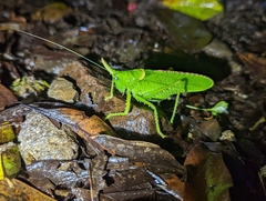 Copiphora rhinoceros