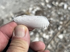 Cyrtopleura costata