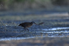 Rallus limicola