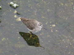Tringa glareola