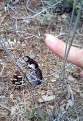 Pycnogaster valentini