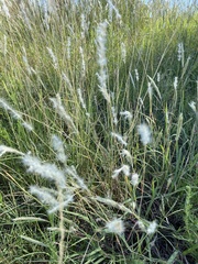 Bothriochloa