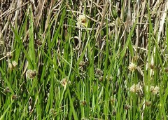 Carex divisa