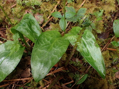 Erythronium revolutum