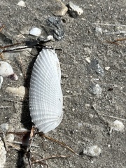Cyrtopleura costata