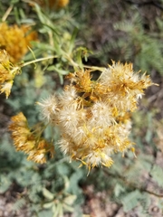 Isocoma pluriflora