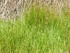 Carex divisa
