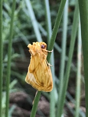 Cirrhophanus triangulifer