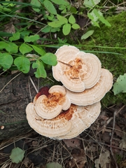 Daedaleopsis confragosa