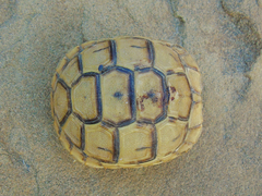 Testudo graeca
