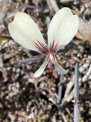 Pelargonium tetragonum