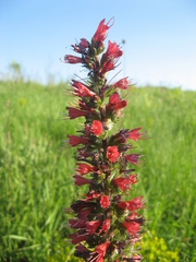 Pontechium maculatum