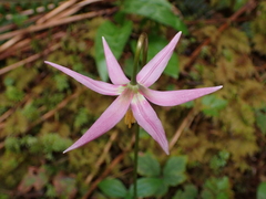 Erythronium revolutum
