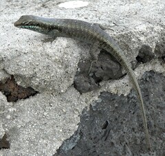 Trachylepis comorensis