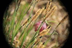Carex elata