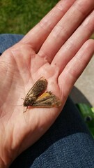 Noctua pronuba