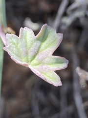 Pelargonium tetragonum