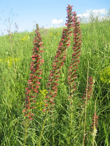 Pontechium maculatum