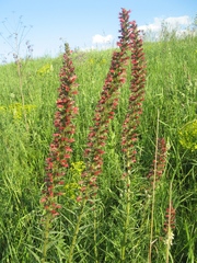 Pontechium maculatum