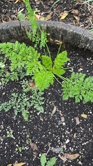 Anthriscus caucalis