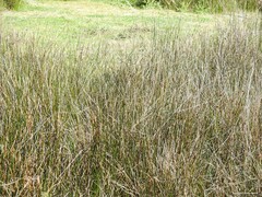 Juncus conglomeratus