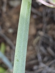 Pelargonium tetragonum