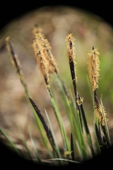 Carex elata