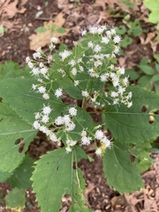 Ageratina altissima