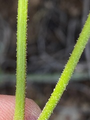 Pelargonium tetragonum