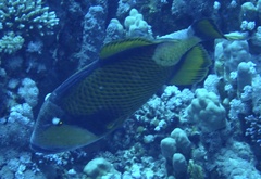 Balistoides viridescens