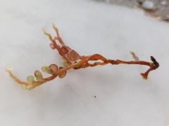 Botryocladia botryoides