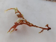Botryocladia botryoides