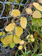 Symphoricarpos occidentalis