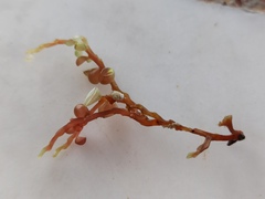 Botryocladia botryoides