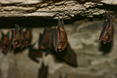 Hipposideros