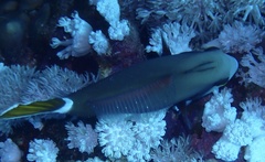 Sufflamen albicaudatum