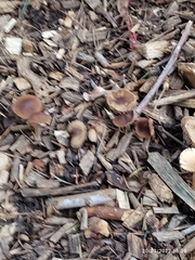 Macrocystidia cucumis