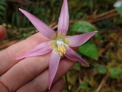 Erythronium revolutum